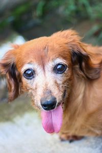 Close-up portrait of dog sticking out tongue