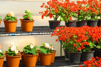 Close-up of potted plants