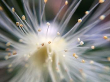 Close-up of white flower