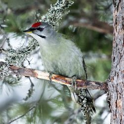 View of bird perching on a tree