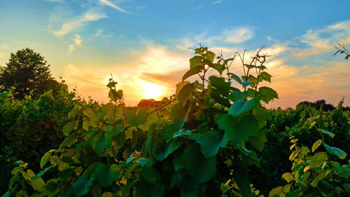 Close-up of plants against sky during sunset