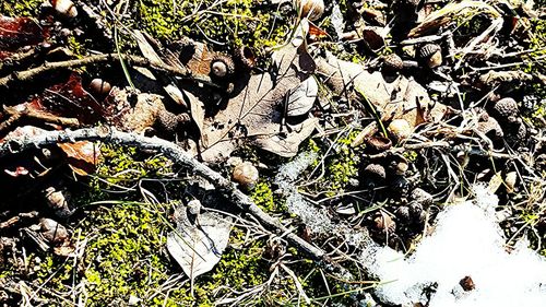 Plants growing on tree