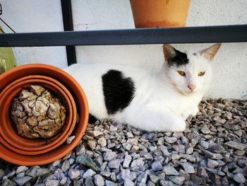 Close-up of black and white cat outdoors