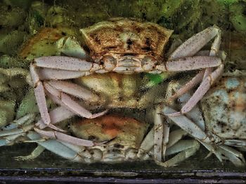 Close-up of insect on sea