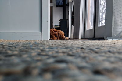 View of a dog looking through open door