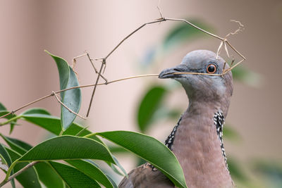 Close-up of bird perching outdoors