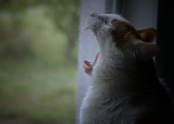 Close-up side view of a cat yawning