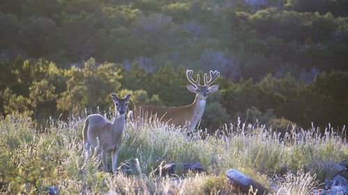 Deer on field in forest