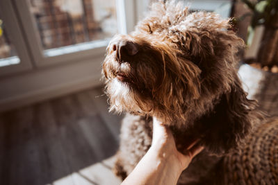 Close-up of dog