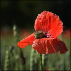 Close-up of red poppy blooming outdoors