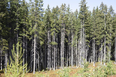 Pine trees in forest