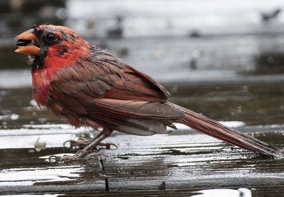 Very wet northern cardinal with a sunflower seed on a wet deck.