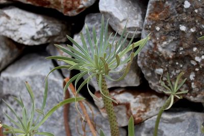 Close-up of succulent plant