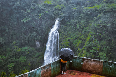 Scenic view of waterfall in forest