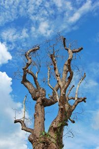 Low angle view of bare tree against blue sky