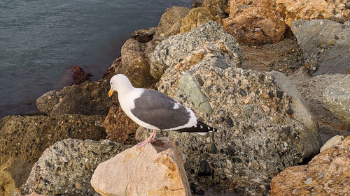 High angle view of seagull perching on rock by sea