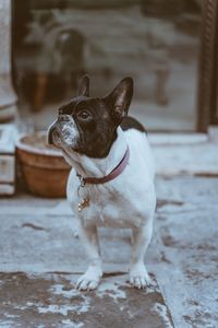 Dog looking away