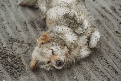 High angle view of dog lying down