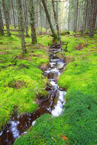 Stream flowing in forest