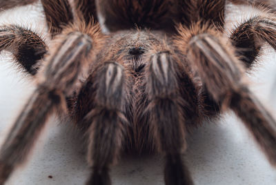 tarantula