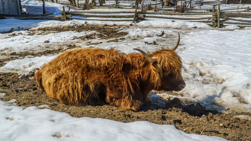 View of a cow on snow