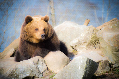 Close-up of a bear sitting on rocks at zoo