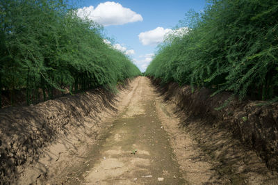 Road passing through forest