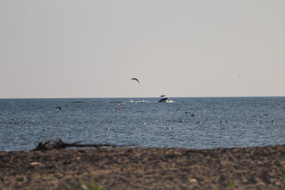 Seagulls flying over sea against sky