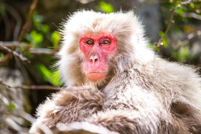 Portrait of monkey