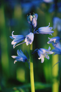 Close-up of purple flowering plant