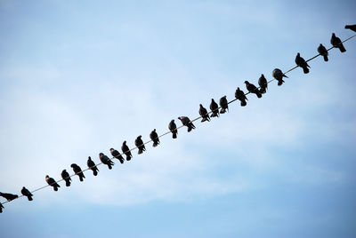 Low angle view of birds flying against sky