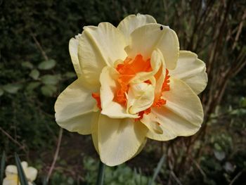 Close-up of flower blooming outdoors