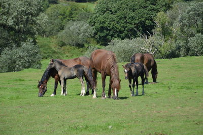 Horses grazing in a field