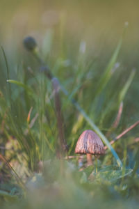 Close-up of mushroom