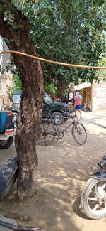 Bicycle parked by tree in city