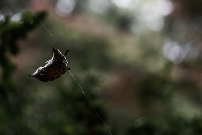 Close-up of insect on leaf