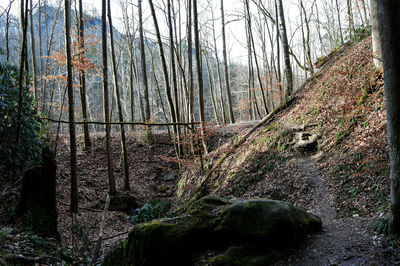 Scenic view of forest