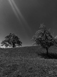 Trees on field against clear sky