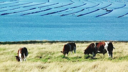 Horse grazing on grassy field
