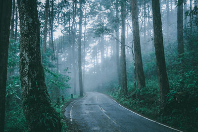 Road amidst trees in forest