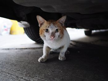 Portrait of cat on car