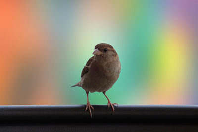 Close-up of bird perching on railing