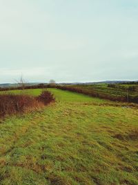 Scenic view of field against clear sky