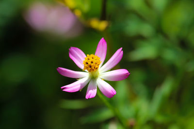 Close-up of pink cosmos flower