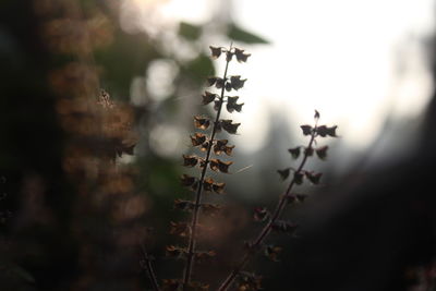 Close-up of plant