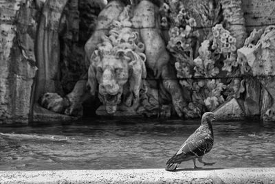 Side view of bird perching on rock