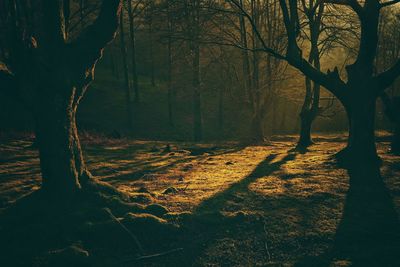 Bare trees in forest