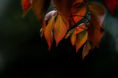 Close-up of autumnal leaves on tree