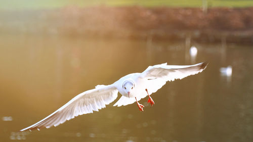 Close-up of swan flying over lake