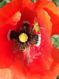 Close-up of red hibiscus